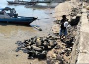 Warga Ponelo Kepulauan memilih tenang hadapi peringatan dini tsunami