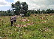 Kapolsek Ampana Kota: Hasil Panen Jagung di Padang Tumbuo Meningkat, Warga Diajak Dukung Ketahanan Pangan