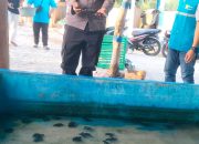 Kapolres Donggala, Melalui Kapolsek Balaesang Iptu Ramto Lapolaka, Hadiri Peresmian Konservasi Penyu, Dan Pelepasan Tukik Penyu Di Pantai Mapane Tambu