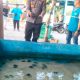 Kapolres Donggala, Melalui Kapolsek Balaesang Iptu Ramto Lapolaka, Hadiri Peresmian Konservasi Penyu, Dan Pelepasan Tukik Penyu Di Pantai Mapane Tambu
