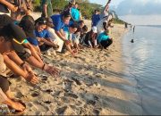 Pusat Studi Konservasi Penyu Lentora Di Pantai Mapane Tambu Kecamatan Balaesang, Dan PLN Peduli, Serta Pelepasan Tukik Di Pantai Mapane Tambu Berjalan Lancar