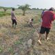 Polsek Bangko Bersama Petani Pekaitan Tanam Jagung, Wujudkan Ketahanan Pangan dari Tingkat Desa