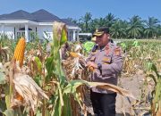 Polsek Ujung Batu Dukung Ketahanan Pangan, Panen Jagung Program II Capai 1,5 Ton