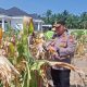 Polsek Ujung Batu Dukung Ketahanan Pangan, Panen Jagung Program II Capai 1,5 Ton