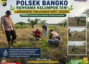 Polsek Bangko dan Kelompok Tani Tanam Bibit Jagung di Pekaitan, Perkuat Ketahanan Pangan Nasional