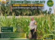 Bhabinkamtibmas Ujung Batu Cek Pertumbuhan Jagung Hibrida, Dukung Program Swasembada Pangan Nasional