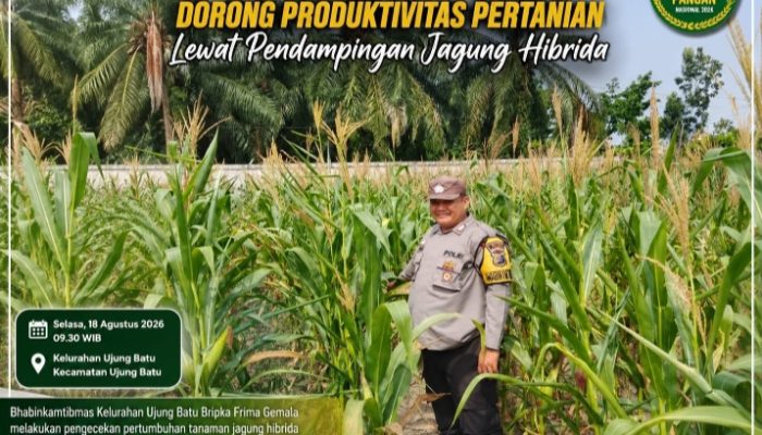 Bhabinkamtibmas Ujung Batu Cek Pertumbuhan Jagung Hibrida, Dukung Program Swasembada Pangan Nasional
