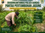 Perkuat Swasembada Pangan, Bhabinkamtibmas Polsek Bangko Pantau Pertumbuhan Jagung di Pekaitan