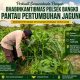 Perkuat Swasembada Pangan, Bhabinkamtibmas Polsek Bangko Pantau Pertumbuhan Jagung di Pekaitan