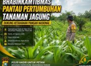 Bhabinkamtibmas Suak Air Hitam SK 13 Pantau Pertumbuhan Jagung, Dukung Ketahanan Pangan Nasional