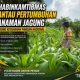 Bhabinkamtibmas Suak Air Hitam SK 13 Pantau Pertumbuhan Jagung, Dukung Ketahanan Pangan Nasional