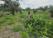 Pemantauan Lahan Jagung di Pekaitan, Bhabinkamtibmas Pastikan Program Ketahanan Pangan Berjalan Optimal