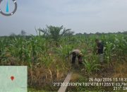Bhabinkamtibmas dan Petani Bersinergi Awasi Perkembangan Jagung di Pekaitan