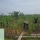 Bhabinkamtibmas dan Petani Bersinergi Awasi Perkembangan Jagung di Pekaitan