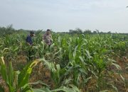 Bhabinkamtibmas Polsek bangko dan Petani Bersinergi Pantau Perkembangan Jagung di Pekaitan