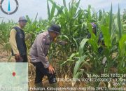 Bhabinkamtibmas Polsek Bangko dan Petani Bersinergi Awasi Pertumbuhan Jagung di Pekaitan