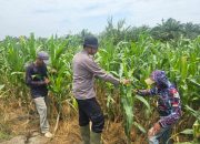 Bhabinkamtibmas Polsek Bangko Dampingi Petani Pantau Perkembangan Jagung Program Ketahanan Pangan