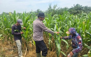 Bhabinkamtibmas Polsek Bangko Dampingi Petani Pantau Perkembangan Jagung Program Ketahanan Pangan