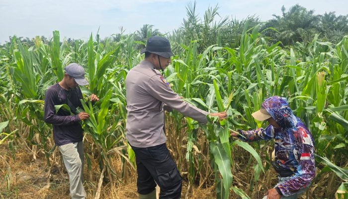 Bhabinkamtibmas Polsek Bangko Dampingi Petani Pantau Perkembangan Jagung Program Ketahanan Pangan