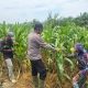 Bhabinkamtibmas Polsek Bangko Dampingi Petani Pantau Perkembangan Jagung Program Ketahanan Pangan
