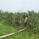 Ketahanan Pangan Terus Bergerak, Bhabinkamtibmas Cek Langsung Kondisi Lahan Jagung
