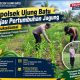 Kapolsek Ujung Batu Tinjau Pertumbuhan Jagung di Sukadamai, Dukung Ketahanan Pangan Nasional