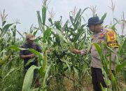 Bhabinkamtibmas Pantau Lahan Jagung di Pekaitan, Pertumbuhan Tanaman Dinilai Positif