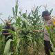 Bhabinkamtibmas Pantau Lahan Jagung di Pekaitan, Pertumbuhan Tanaman Dinilai Positif