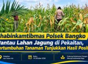 Bhabinkamtibmas Polsek Bangko Pantau Lahan Jagung di Pekaitan, Pertumbuhan Tanaman Tunjukkan Hasil Positif